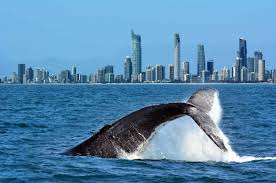 Gold Coast Real Estate Market Update – June 2025